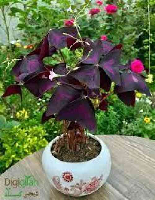 دانلود آهنگ به دستانت گل نوروز باشد دل آزرده‌ات نگاره خالوا